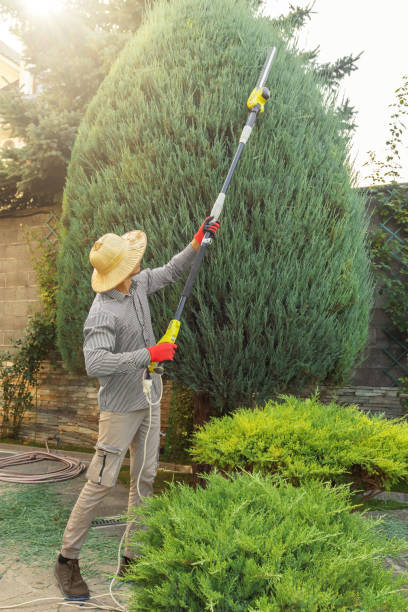 How Our Tree Care Process Works  in  Berkshire Lakes, FL